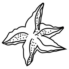 Cute Starfish  Illustration