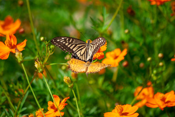 アゲハとヒョウモンチョウとコスモス