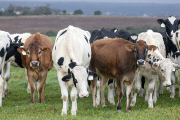 Dairy cows on a pasture in the rain