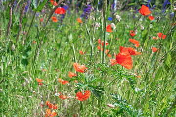 beautiful background, meadow flowers against a blue sky, summer photo, red poppies