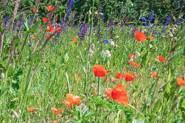 beautiful background, meadow flowers against a blue sky, summer photo, red poppies