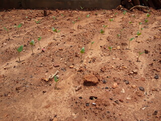 A plant of the cowpea, bean is grown primarily for its green pods and has uses very similar to those of the green bean.This plant is in a different from the common bean.Growing small bean plant.