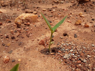 A plant of the cowpea, bean is grown primarily for its green pods and has uses very similar to those of the green bean.This plant is in a different from the common bean.Growing small bean plant.