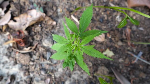 A close up shot of cannabis leaves and bud growing in an Indian garden.