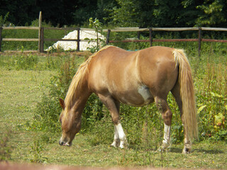 One beige white horse who is grazing on green end of spring surface