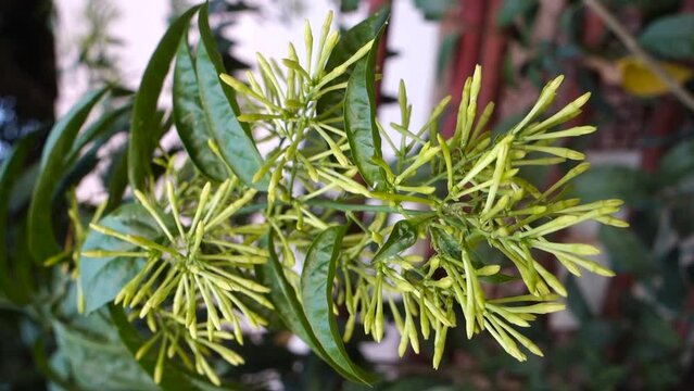 Djeruk limau commonly know as lime or lemon plant leaves, buds ,flowers and stem in an Indian garden.