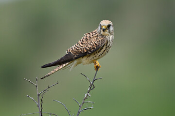Rötelfalke // Lesser kestrel (Falco naumanni)