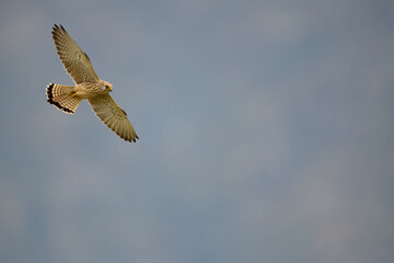 Lesser kestrel // Rötelfalke (Falco naumanni)