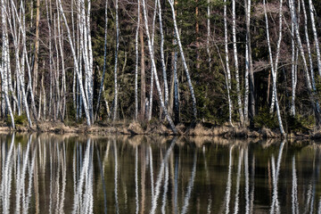 Spiegelung Birkenwald