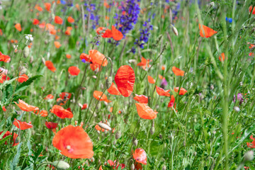 beautiful background, meadow flowers against a blue sky, summer photo, red poppies