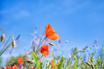 beautiful background, meadow flowers against a blue sky, summer photo, red poppies