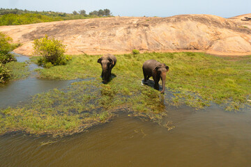 Obraz na płótnie Canvas Top view of Elephants graze in the lake and feed the grass. Arugam Bay Sri Lanka.