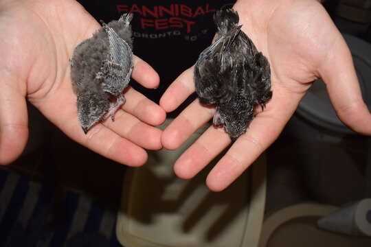 Two chicks of common swift (Apus apus) held in two hands