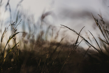 Natural landscape of green grass blades close up in the countryside. Beautiful natural countryside landscape with strong blurry background