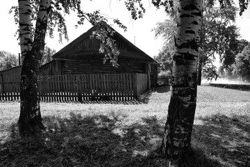 black and white photo vacation in the village concept. two birches old wooden house country road summer vacation
