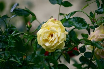 Flower growing in a garden