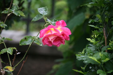 Obraz premium Flower growing in a garden