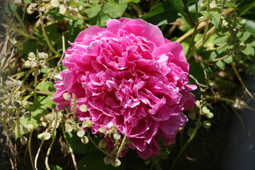 Flower growing in a garden