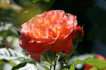 Flower growing in a garden