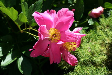 Flower growing in a garden