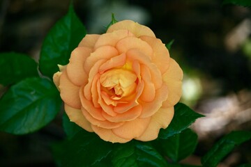 Flower growing in a garden