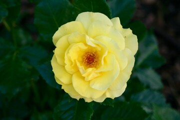 Flower growing in a garden