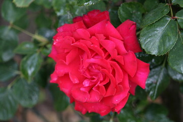 Flower growing in a garden