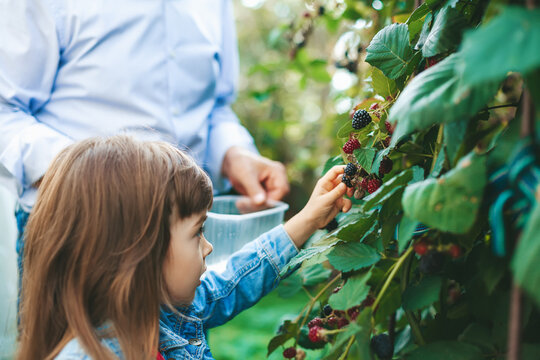 Little girl picking blackberry
