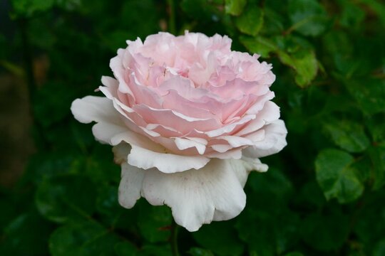 Flower growing in a garden
