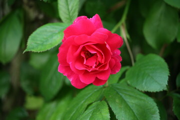 Flower growing in a garden
