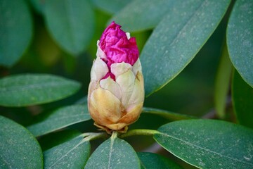 Flower growing in a garden