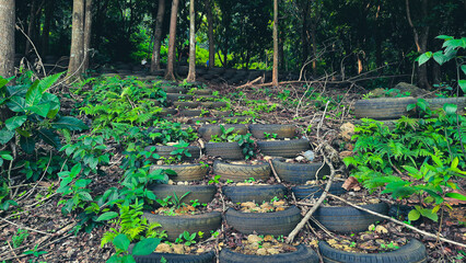 Stairs from old tires to tropical protected forest 02 © STOCKIO DESIGN CO
