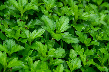 Fresh green leaves background in the garden