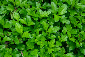 Fresh green leaves background in the garden