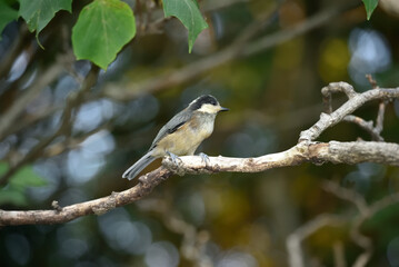 ヤマガラの幼鳥