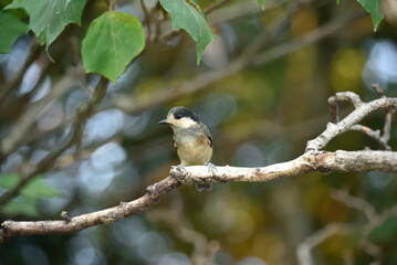 Obraz premium ヤマガラの幼鳥