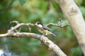 ヤマガラの幼鳥