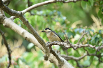 ヤマガラの幼鳥