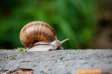 Close up shot of snail Helix pomatia