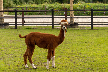 Obraz premium A brown and white alpaca on green grass meadow. Curious funny animals on meadow. Wool of different colors. Curious, soft, animal themes