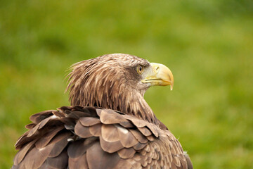 A detailed bald eagle head, yellow bill. The bird sits on the edge of the water, scanning the water's surface for fish