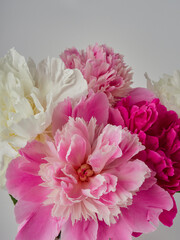 fresh bright blooming peonies flowers with dew drops on petals