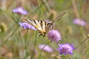 papillon le flambé en gros plan