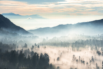 Rays around pine trees in a highland