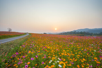 field of cosmos flower