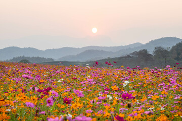 field of flowers in sunset