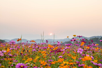 field of flowers