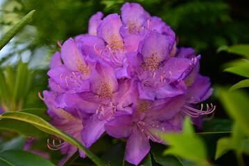 One pink rhodedendronblossom as a close up
