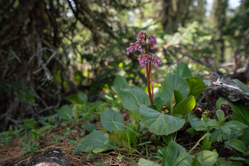 Badan plant blooms in the Siberian forest
