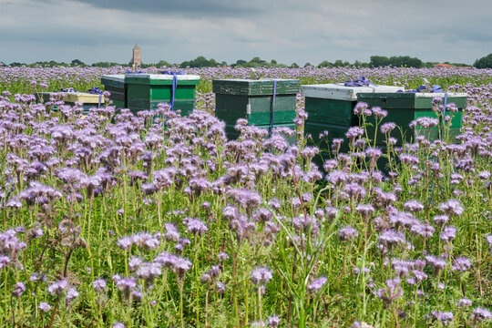 Beehives in a field of purple Phacelia plants under a stormy sky. This plant is often visited by honeybees and bumblebees. In the background the church tower of Ferwerd in Friesland The Netherlands.
